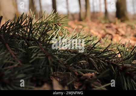 Pflanzen im Wald Foto Stock