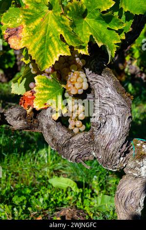 Maturazione pronta per la raccolta di uve bianche Semillon sui vigneti di Sauternes nel villaggio di Barsac affetto da marciume nobiliare Botrytis cinerea, produzione di dolci Foto Stock