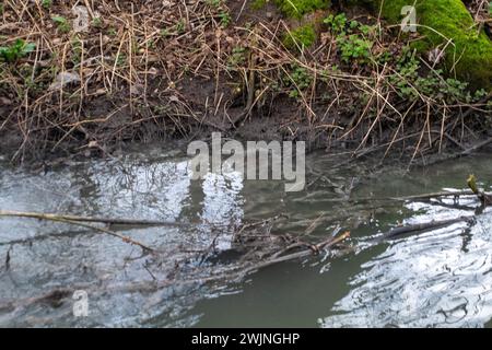 Amersham, Regno Unito. 16 febbraio 2024. L'acqua del Tamigi si sta scaricando nel fiume Misbourne, un prezioso ruscello di gesso, ad Amersham presso i carri armati di Amersham Balancing nel Buckinghamshire. Il Tamigi Water Event Duration monitor rimane fuori uso, tuttavia ci sono prove evidenti di funghi fognari nel fiume e di un odore di fognatura. Il fiume Misbourne è un torrente di gesso che scorre dalla sua sorgente appena a nord di Great Missenden attraverso diverse città del Buckinghamshire. I corsi d'acqua di gesso sono habitat rari a livello globale. Crediti: Mauren McLean/Alamy Live News Foto Stock