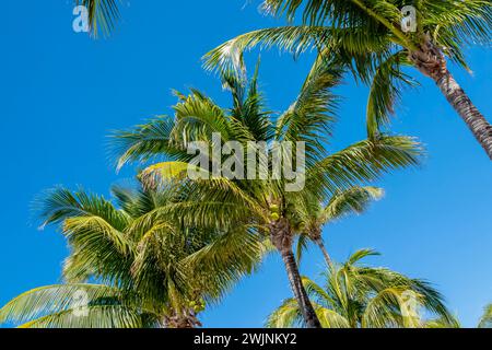 Stati Uniti. 3 febbraio 2024. Great Stirrup Cay mozzafiato: Acque smeraldo, spiagge incontaminate e vegetazione lussureggiante dipingono una scena da cartolina nelle idilliache Berry Islands delle Bahamas (immagine di credito: © Walter G Arce Sr Grindstone medi/ASP) SOLO PER USO EDITORIALE! Non per USO commerciale! Foto Stock