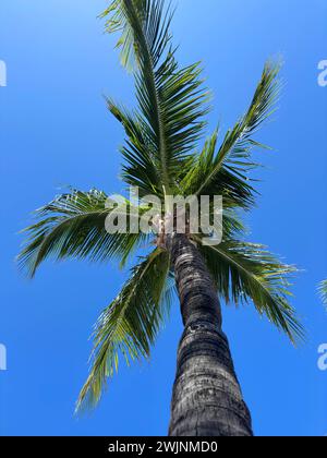 Stati Uniti. 3 febbraio 2024. Great Stirrup Cay mozzafiato: Acque smeraldo, spiagge incontaminate e vegetazione lussureggiante dipingono una scena da cartolina nelle idilliache Berry Islands delle Bahamas (immagine di credito: © Walter G Arce Sr Grindstone medi/ASP) SOLO PER USO EDITORIALE! Non per USO commerciale! Foto Stock