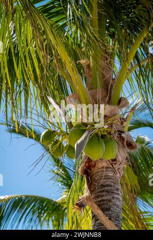 Stati Uniti. 3 febbraio 2024. Great Stirrup Cay mozzafiato: Acque smeraldo, spiagge incontaminate e vegetazione lussureggiante dipingono una scena da cartolina nelle idilliache Berry Islands delle Bahamas (immagine di credito: © Walter G Arce Sr Grindstone medi/ASP) SOLO PER USO EDITORIALE! Non per USO commerciale! Foto Stock