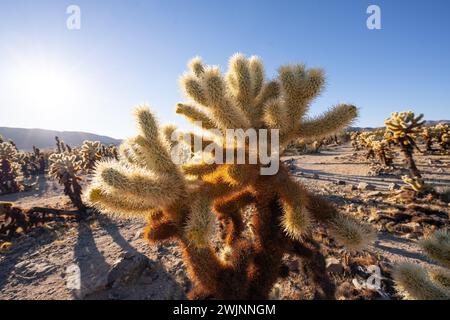 Paesaggio desertico con alberi di cactus tra rocce baciate dal sole Foto Stock