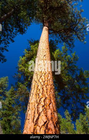 Pino Ponderosa (Pinus ponderosa) lungo il Martin Bridge Trail, Eagle Creek Wild e Scenic River, Wallowa-Whitman National Forest, Oregon Foto Stock