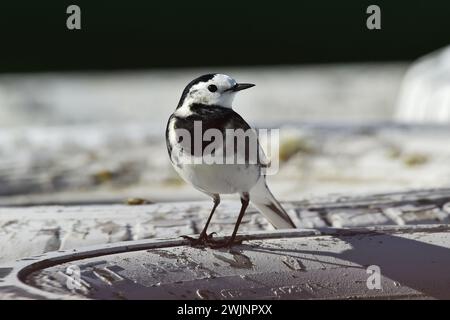 Pied Wagtail, Motacilla alba, si riposa momentaneamente sul muro di gomme al Silverstone Grand Prix Motor Circuit, Towcester, Northamptonshire, Engla Foto Stock