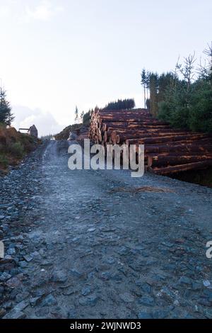Gestione forestale nelle Highlands scozzesi in inverno Foto Stock