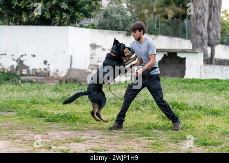 Addestrare cani con il suo proprietario. Cucciolo di pastore tedesco Foto Stock