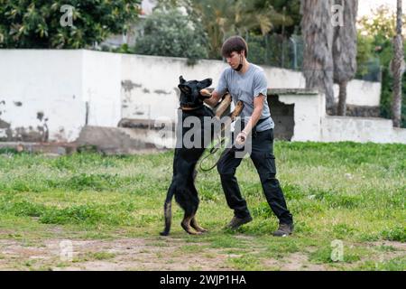 Addestrare cani con il suo proprietario. Cucciolo di pastore tedesco Foto Stock