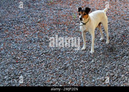 Jack Russel Terrier, cane adulto anziano Foto Stock