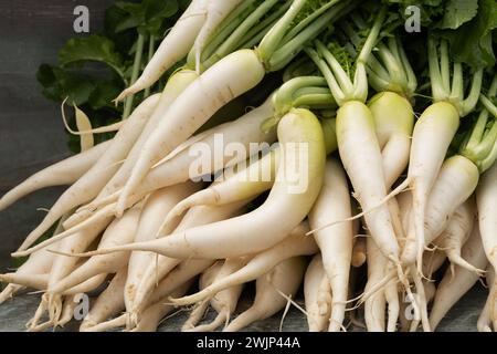 Daikon fresco sul mercato come sfondo alimentare. Consistenza organica. Cibo e verdure locali. Agricoltura. Primo piano. Foto Stock