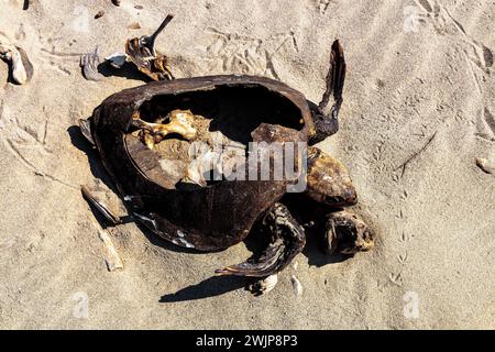 Tartaruga di mare morta (Cheloniidae) nella sabbia sulla spiaggia di la Bocana, Baja de Hualtulco, costa del Pacifico meridionale, Oaxaca, Messico Foto Stock