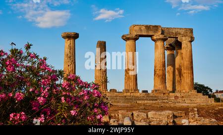 Tempio arcaico di Apollo, colonne doriche, resti di un antico tempio greco circondato da piante in fiore, sito archeologico, Archea Foto Stock