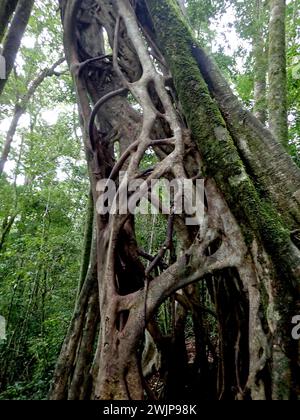 Fico straniero (Ficus aurea), foresta nebulizzata di Monteverde, Costa Rica, America centrale Foto Stock