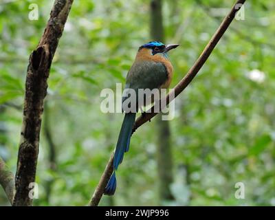 motmot (Momotus momota), Monteverde Cloud Forest, Costa Rica, America centrale Foto Stock