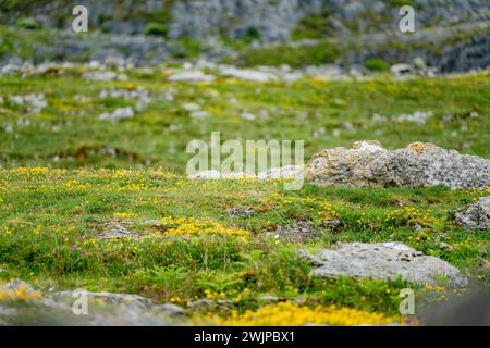 Paesaggio spettacolare nella regione Burren della contea di Clare, Irlanda. Roccia calcarea esposta al Burren National Park. Natura irruvida irlandese. Foto Stock