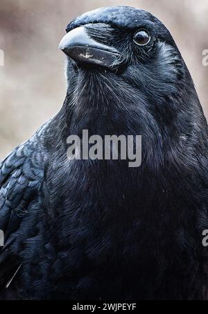 Un grande uccello nero arriva sul ponte Foto Stock