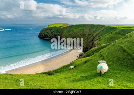 Pecore che pascolano vicino a Silver Strand, una spiaggia sabbiosa in una baia riparata a forma di ferro di cavallo, situata a Malin Beg, vicino a Glencolmcille, nel sud-ovest della contea Foto Stock