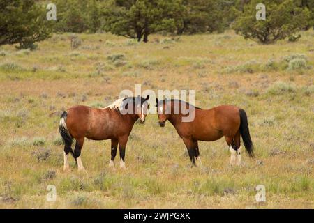 South Steen Wild Horses, Steens Mountain Cooperative Management and Protection area, Steens Mountain Backcountry Byway, Oregon Foto Stock