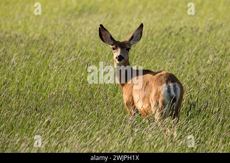 Cervi, Diamante nazionale Loop Back Country Byway, Harney County, Oregon Foto Stock