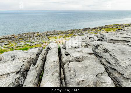 Spettacolare paesaggio nebbioso nella regione di Burren, nella contea di Clare, Irlanda. Roccia calcarea esposta al Burren National Park. Rozza irlandese Foto Stock