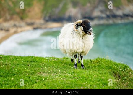 Pecore che pascolano vicino a Silver Strand, una spiaggia sabbiosa in una baia riparata a forma di ferro di cavallo, situata a Malin Beg, vicino a Glencolmcille, nel sud-ovest della contea Foto Stock