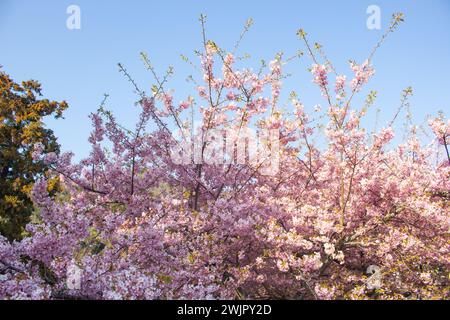 Bellissimo e carino Kawazu Zakura (ciliegi in fiore) sul cielo blu, sfondo di carta da parati, Kawazu, Shizuoka, Giappone Foto Stock