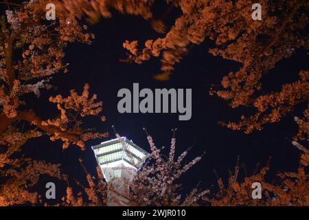 Splendida vista notturna della Torre Goryokaku con fiori di ciliegio (fiore Sakura) in primavera, Hakodate, Hokkaido, Giappone Foto Stock