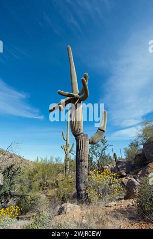 Primavera nel deserto di sonora Foto Stock