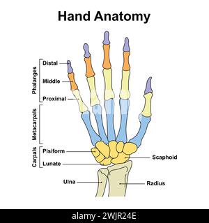 Mano le ossa, illustrazione Foto Stock