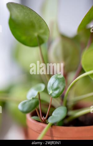 Macro shot di germoglio di Pilea peperomioides insieme alla pianta madre in vaso. Casa cinese dei soldi Foto Stock