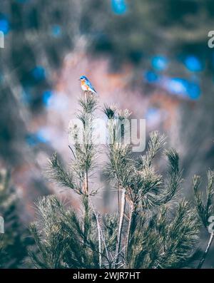 Eastern Bluebird arroccato sulla cima di un pino nel New England Foto Stock