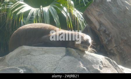 Los Angeles, California, USA 14 febbraio 2024 Otter del Giant River nella foresta pluviale del. Americas at LA Zoo il 2024 febbraio 2024 a Los Angeles, California, Stati Uniti. Foto di Barry King/Alamy Stock Photo Foto Stock