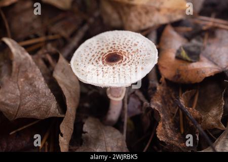 Lepiota felina, gatto che cresce sotto conifere miste e legno di cottonwood, sopra Callahan Creek, a Troia, Montana Lepiota felina dominio: Eukary Foto Stock