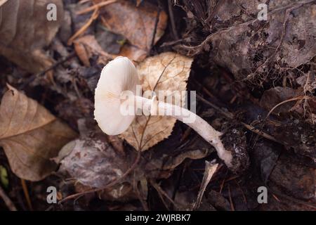 Lepiota felina, gatto che cresce sotto conifere miste e legno di cottonwood, sopra Callahan Creek, a Troia, Montana Lepiota felina dominio: Eukary Foto Stock