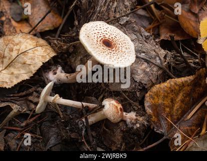 Lepiota felina, gatto che cresce sotto conifere miste e legno di cottonwood, sopra Callahan Creek, a Troia, Montana Lepiota felina dominio: Eukary Foto Stock