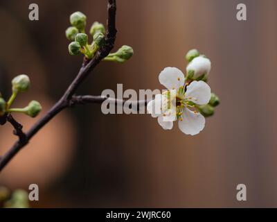 Primo piano di un fiore su un ramo con sfondo sfocato. Foto Stock