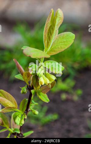 Una vista dettagliata di una pianta commestibile di caprifoglio Agro, che mostra da vicino le sue foglie verdi vivaci. Foto Stock