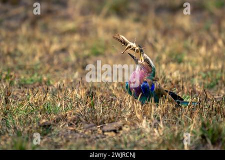 Il rullo petto lilla sull'erba solleva la cavalletta Foto Stock