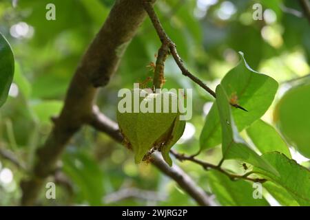 Vista laterale di un fiorente fiore di Soursop (Annona muricata) appeso al ramoscello rivolto verso il basso Foto Stock