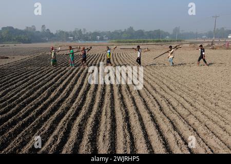 Munshiganj, Dacca, Bangladesh. 17 febbraio 2024. Gli agricoltori tornano a casa dopo aver preparato un campo a Munshiganj, Bangladesh, per seminare semi di patate. Le patate impiegano almeno 90 giorni per maturare dopo la semina. Patate intere o pezzi di patate possono essere utilizzati come semi. Un gruppo di lavoratori può raccogliere fino a 3.000 kg di patate al giorno. I campi sono meticolosamente organizzati, con file di patate ben allineate, promettendo un rendimento futuro che contribuirà al sostentamento e alla prosperità economica della regione. Le patate sono diventate un alimento base in molte parti del mondo e parte integrante di gran parte del Foto Stock