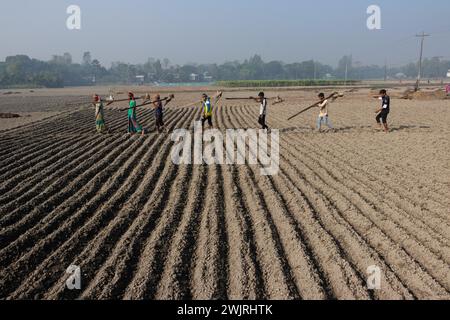 Munshiganj, Dacca, Bangladesh. 17 febbraio 2024. Gli agricoltori tornano a casa dopo aver preparato un campo a Munshiganj, Bangladesh, per seminare semi di patate. Le patate impiegano almeno 90 giorni per maturare dopo la semina. Patate intere o pezzi di patate possono essere utilizzati come semi. Un gruppo di lavoratori può raccogliere fino a 3.000 kg di patate al giorno. I campi sono meticolosamente organizzati, con file di patate ben allineate, promettendo un rendimento futuro che contribuirà al sostentamento e alla prosperità economica della regione. Le patate sono diventate un alimento base in molte parti del mondo e parte integrante di gran parte del Foto Stock