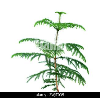 Piccolo albero di Araucaria isolato su sfondo bianco Foto Stock