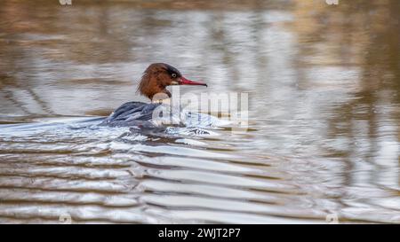 Un ritratto del profilo di un goosander, Mergus Merganser, fotografato mentre nuota lontano dalla fotocamera sull'acqua Foto Stock