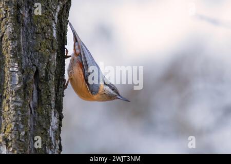 Nuthatch eurasiatico sulla corteccia degli alberi (Sitta europaea) Foto Stock