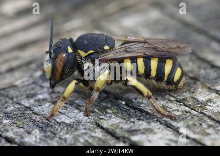 Primo piano dettagliato su un'ape solitaria di Woolcarder fiorentina mediterranea, Anthidium florentinum seduto su legno Foto Stock