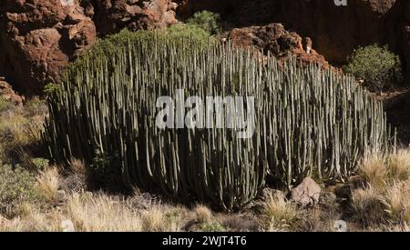 Flora di Gran Canaria - Euphorbia canariensis, Hercules club , pianta simbolo di Gran Canaria Foto Stock