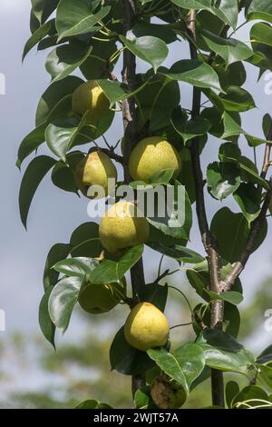 Pere Nashi mature (pyrus pyrifolia) che crescono su rami verticali di alberi nel giardino australiano privato, Queensland, a metà estate. Frutta gialla arrotondata. Foto Stock