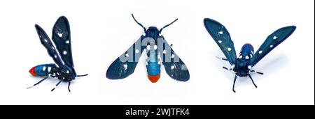 Il colorato Oleander Moth, noto anche come Polka dot Wasp Moth o zio Sam Moth- Syntomeida epilais per adulti, è isolato su sfondo bianco tre Foto Stock