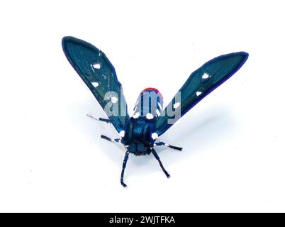 Il colorato Oleander Moth, noto anche come Polka dot Wasp Moth o zio Sam Moth - Syntomeida epilais per adulti, è isolato su sfondo bianco Foto Stock