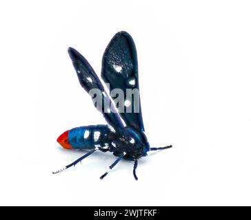 Il colorato Oleander Moth, noto anche come Polka dot Wasp Moth o zio Sam Moth- Syntomeida epilais per adulti, forma isolata su sfondo bianco lato V Foto Stock
